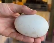 Jajo złożone przez samicę warana z Komodo, Flores