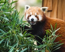 <p>Panda ruda we wrocławskim zoo</p>