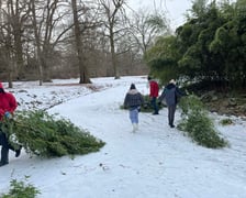 Usuwanie nadmiaru pędów bambusa na wyspie w Parku Szczytnickim