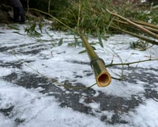 Usuwanie nadmiaru pędów bambusa na wyspie w Parku Szczytnickim