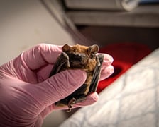 Uratowany nietoperz, samiczka borowca wielkiego