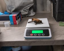 Uratowany nietoperz, samiczka borowca wielkiego