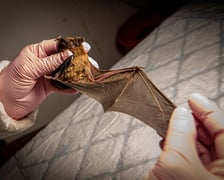 Uratowany nietoperz, samiczka borowca wielkiego