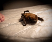 Uratowany nietoperz, samiczka borowca wielkiego