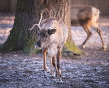 Renifery z wrocławskiego zoo
