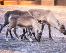 Renifery z wrocławskiego zoo