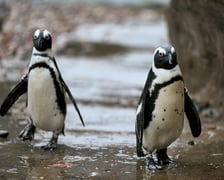 Pingwiny przylądkowe z wrocławskiego zoo