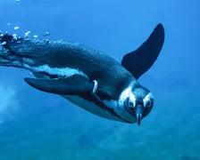 Pingwiny przylądkowe z wrocławskiego zoo