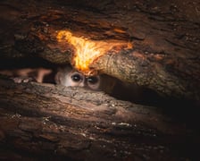 Mangaba rudoczelna z wrocławskiego zoo