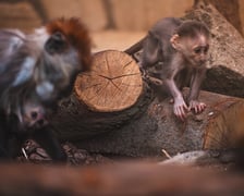 Mangaba rudoczelna z wrocławskiego zoo