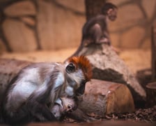 Mangaba rudoczelna z wrocławskiego zoo