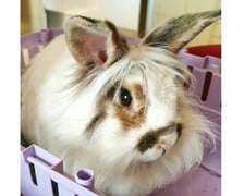 <p>Kr&oacute;lik do adopcji - Coco</p>