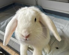 <p>Kr&oacute;lik do adopcji - Filifionka</p>