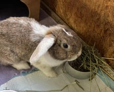 <p>Kr&oacute;lik do adopcji - Kacperek</p>