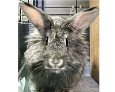 <p>Kr&oacute;lik do adopcji - Klementynka</p>