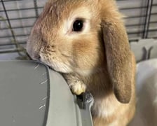 <p>Kr&oacute;lik do adopcji - Szymuś</p>