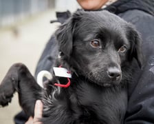 Psy uratowane z Ukrainy, które trafiły do wrocławskiego schroniska