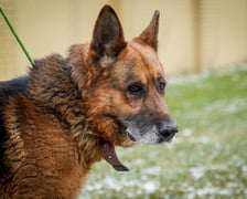 Psy uratowane z Ukrainy, które trafiły do wrocławskiego schroniska