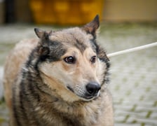 Psy uratowane z Ukrainy, które trafiły do wrocławskiego schroniska