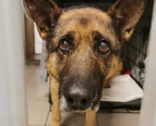 Jeden z psów z interwencji w Sobolewie (Mazowieckie)