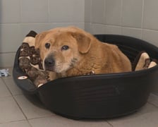 Jeden z psów z interwencji w Sobolewie (Mazowieckie)