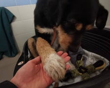 Jeden z psów z interwencji w Sobolewie (Mazowieckie)