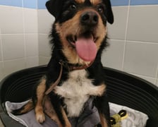 Jeden z psów z interwencji w Sobolewie (Mazowieckie)