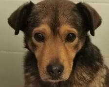 Jeden z psów z interwencji w Sobolewie (Mazowieckie)