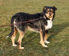 Pies, ok. 4 lat. Bardzo miły, spokojny, grzeczny. Nieco wystraszony i szalenie uległy. Zaczepia człowieka, lubi głaskanie.