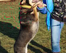 Suczka, ok. 2-letnia. Bardzo miła, wylewna, pełna pozytywnych emocji. Kontaktowa i ufna w stosunku do ludzi.