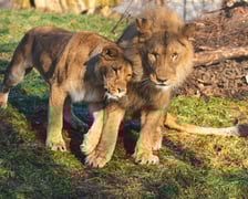 Togo i Malkia, lwy z wrocławskiego zoo