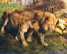 Togo i Malkia, lwy z wrocławskiego zoo