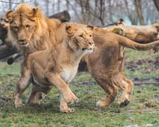 Togo i Malkia, lwy z wrocławskiego zoo