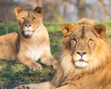 Togo i Malkia, lwy z wrocławskiego zoo