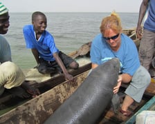 <p>Organizacja African Aquatic Conservation Fund &ndash; DODO wspiera badania manat&oacute;w</p>