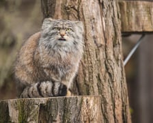 <p>Manul Kubi z zimową sierścią</p>