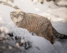 <p>Manul z letnią sierścią - Zarina</p>