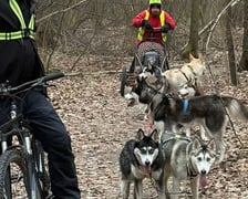 Trening Watahy Domowych Wilków z Wrocławia