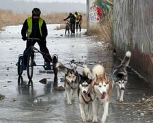 Trening Watahy Domowych Wilków z Wrocławia
