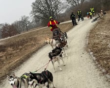 Trening Watahy Domowych Wilków z Wrocławia