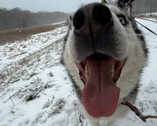 Trening Watahy Domowych Wilków z Wrocławia