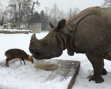 <p>Mundżak chiński i samica nosorożca indyjskiego</p>
