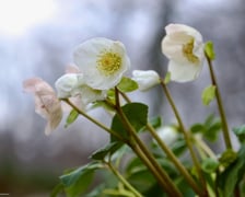 <p>Arboretum Wojsławice otwarte w weekend 13-15 lutego &ndash; wiele roślin właśnie teraz rozkwita</p>
