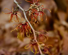 <p>Arboretum Wojsławice otwarte w weekend 13-15 lutego &ndash; wiele roślin właśnie teraz rozkwita</p>