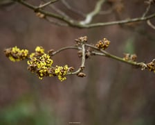<p>Arboretum Wojsławice otwarte w weekend 13-15 lutego &ndash; wiele roślin właśnie teraz rozkwita</p>