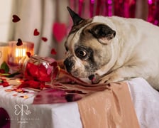 <p class="MsoNormal" style="text-align: left;" align="left"><strong>Samotny Lutek</strong></p>
<p class="MsoNormal" style="text-align: left;" align="left">Opis schroniska: 12 lat na karku oraz jęzorek do ziemi - to musi być nasz Lutek!<br />Ten wyjątkowej urody buldożek nie chce być dłużej singlem. Szuka kogoś na poważnie.&nbsp; Ciężko mu zaufać na nowo, bo już się zawi&oacute;dł na ludziach, jednak jest gotowy na nową relację - może Ty dasz mu szansę?</p>