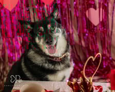 <p><strong><span style="color: #080809; font-family: 'Segoe UI Historic', 'Segoe UI', Helvetica, Arial, sans-serif; font-size: 15px;">Mika vel. Punia</span></strong></p>
<p><span style="color: #080809; font-family: 'Segoe UI Historic', 'Segoe UI', Helvetica, Arial, sans-serif; font-size: 15px;">Opis schroniska: </span><span style="color: #080809; font-family: 'Segoe UI Historic', 'Segoe UI', Helvetica, Arial, sans-serif; font-size: 15px;">Cudna 10-letnia suczka, kt&oacute;rą otula duże... sadełko. Lubi dobrze pojeść, ale co złego, to nie my - Mika taka do nas trafiła.&nbsp;</span><span style="color: #080809; font-family: 'Segoe UI Historic', 'Segoe UI', Helvetica, Arial, sans-serif; font-size: 15px;">Opr&oacute;cz jedzenia karmi się miłością i uwagą właściciela. Mika to PRZEKOCHANY pies o wspaniałym charakterze!</span></p>