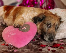 <p class="MsoNormal" style="text-align: left;" align="left"><strong>Czuła Słomka</strong></p><p class="MsoNormal" style="text-align: left;" align="left">Opis schroniska: &bdquo;Ta cudna 8-letnia suczka została znaleziona. Jest psiakiem niezwykle skromnym i wrażliwym, kt&oacute;ry szuka wsparcia u opiekuna. Gdy dasz Słomce swoje serce, to odda Ci miłość z nawiązką.&rdquo;</p>