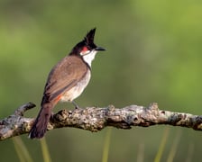 <p>Bilbil krwawnik</p>