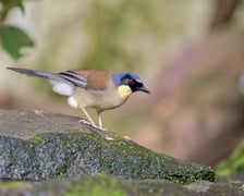 <p>S&oacute;jkowiec ż&oacute;łtobrzuchy</p>